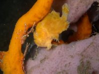 Unidentified frogfish - Antennarius - Nicht identifizierter Anglerfisch