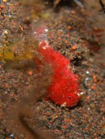 Unidentified frogfish - Antennarius - Nicht identifizierter Anglerfisch