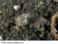 8 Antennariidae: unidentified frogfish - nicht identifizierter Anglerfisch thumbnail picture / Kleinbild