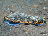 Nudibranquio