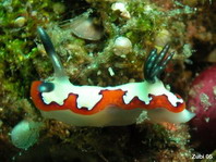 Nudibranquio