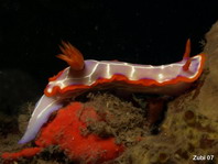 Nudibranquio