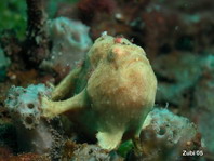 Pejesapo pintado (Antennarius pictus) - rodeado de peces pequeños