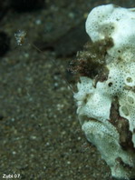 frogfish opening its mouth. Photo by Martin  Buschenreithner