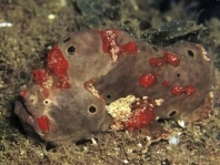 Allenichthys glauerti - Glauert's Frogfish - Glauert Anglerfisch