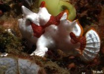 Antennarius maculatus - Warty Frogfish (Clown frogfish) - Warzen Anglerfisch (Clown Anglerfisch)