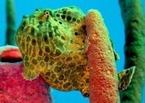 Antennarius multiocellatus - Longlure frogfish - Augenfleck Anglerfisch - Martín pescador, pescador caña larga