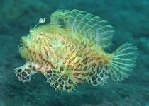 Antennarius striatus - Striped Frogfish (Striated frogfish, Splitlure Frogfish, Zebra Frogfish, Hairy frogfish) - Gestreifter Anglerfisch (Streifen Anglerfisch) 