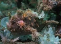 Antennarius 
        nummifer - Spotfin frogfish (coinbearing frogfish, whitefingered frogfish) - Rückenfleck Anglerfisch