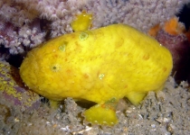 Bougainville's Frogfish, Smooth Angler - Histiophryne bougainvilli - Bougainville's Anglerfisch