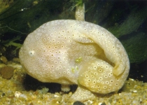 Histiophryne cf cryptacanthus (Variation of the Cryptic Frogfish, Rodless frogfish - Variante des Verborgener Anglerfisches)