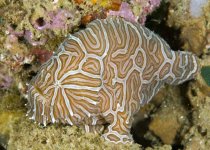 Histiophryne psychedelica - Ambon Frogfish, Moluccan Frogfish, Psychedelic Frogfish / Ambon Anglerfisch, Molukken Anglerfisch, Psychedelischer Anglerfisch