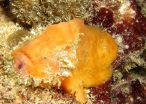 Frogfish with fleshy cuticles on chin (Taiwan) Histiophryne sp3 Anglerfisch mit bärtigen Anhängseln am Kinn (Taiwan)