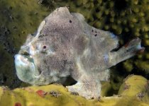  Porophryne erythrodactylus (Bare Island Frogfish / Red-footed Frogfish - Bare Island Anglerfisch / Rotfuss-Anglerfisch)