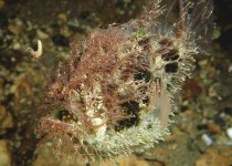 Rhycherus filamentosus (Tasseled Frogfish - Quasten Anglerfisch)