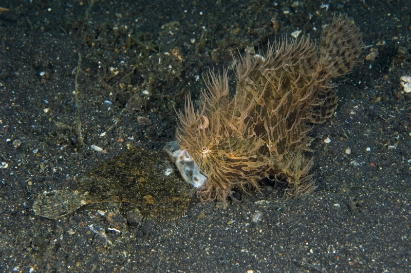 gestreepte hengelaarsvis (Antennarius striatus)