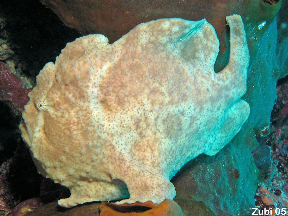 Antennarius commerson - Giant frogfish - Riesen Anglerfisch