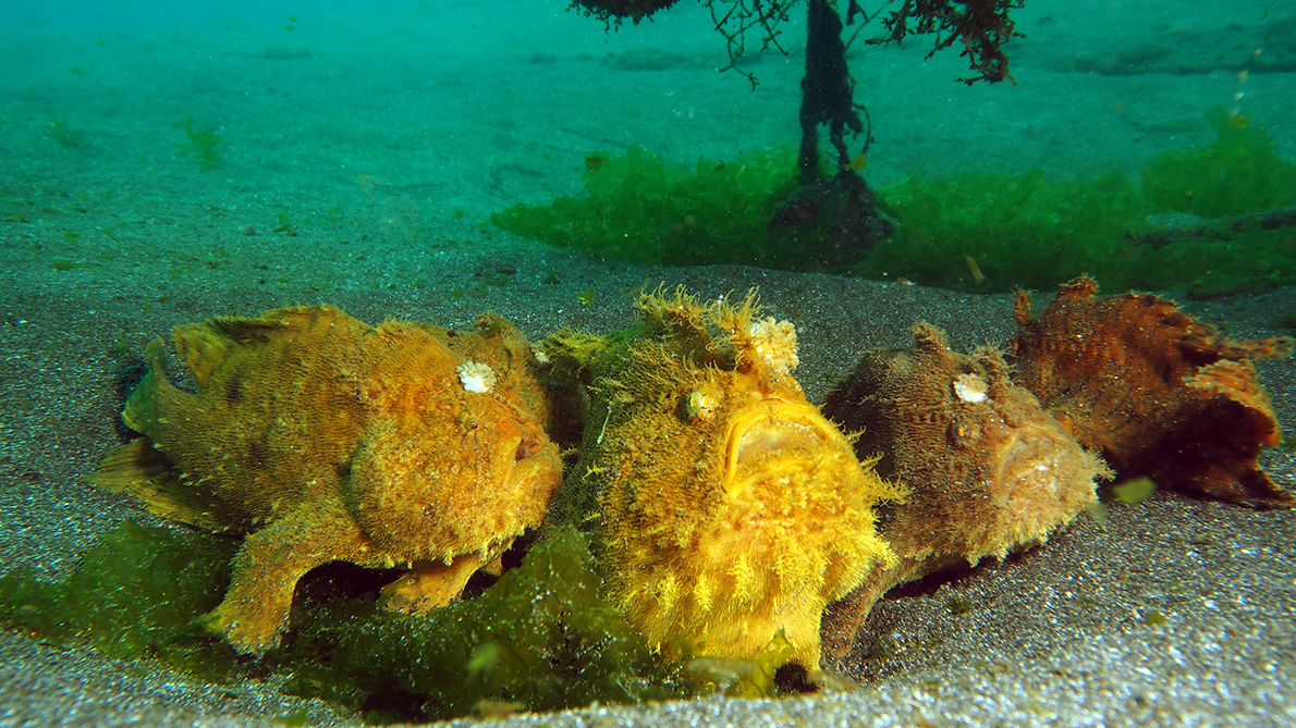 Antennarius hispidus (Hispid Frogfish (Shaggy Frogfish) - Hispid Anglerfisch)