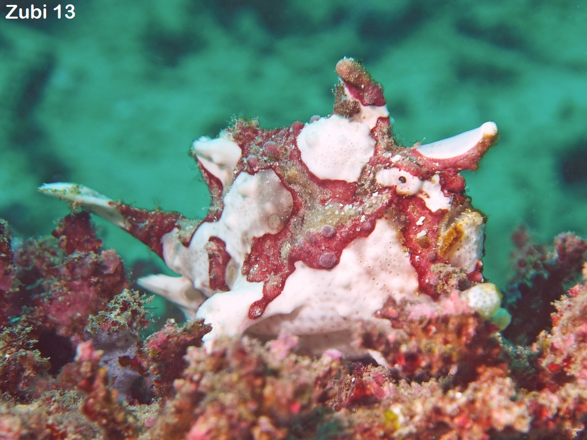 Antennarius maculatus
        Warty Frogfish (Clown frogfish) - Warzen Anglerfisch (Clown Anglerfisch) 