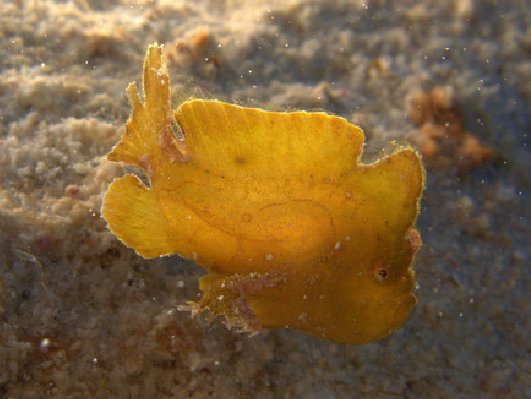 Antennarius pauciradiatus (Dwarfed Frogfish - Zwergenhafter Anglerfisch)