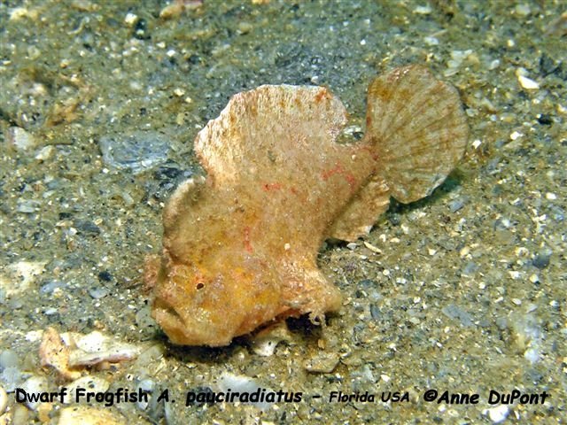 Antennarius pauciradiatus (Dwarfed Frogfish - Zwergenhafter Anglerfisch - pescador enano)