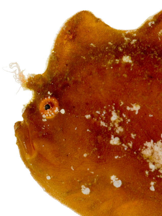 Antennarius pauciradiatus (Dwarfed Frogfish - Zwergenhafter Anglerfisch - pescador enano)