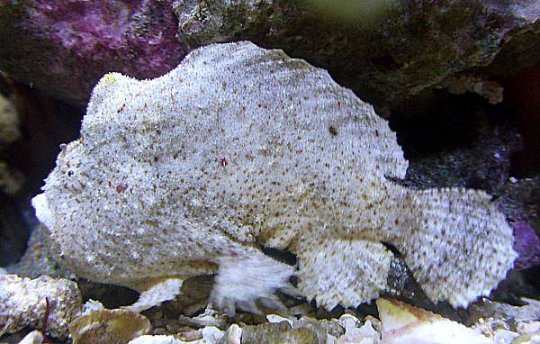 Antennarius pauciradiatus (Dwarfed Frogfish - Zwergenhafter Anglerfisch)