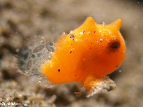 photo of a frogfish (Clown frogfish)  - <em>Antennarius maculatus</em> - Foto eines Anglerfisches (Warzen-Anglerfisch)