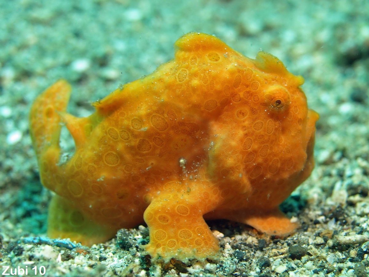 Antennarius pictus - painted frogfish - Rundfleck-Anglerfisch