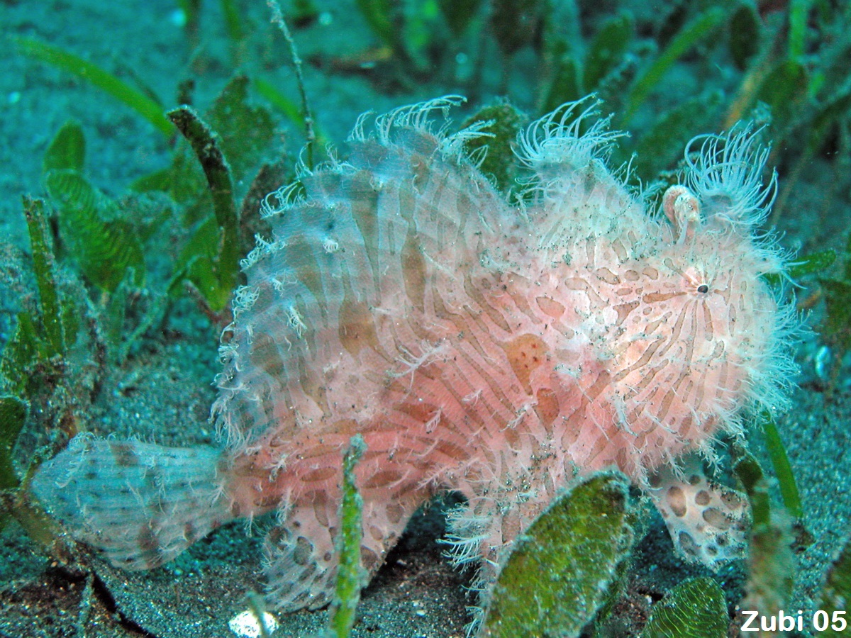 Antennarius striatus - Striped or striated frogfish (hairy frogfish) - Gestreifter Anglerfisch