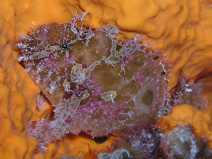 Antennatus bermudensis -  Antennarius bermudensis Island frogfish - Bermuda Anglerfisch - Antenario 