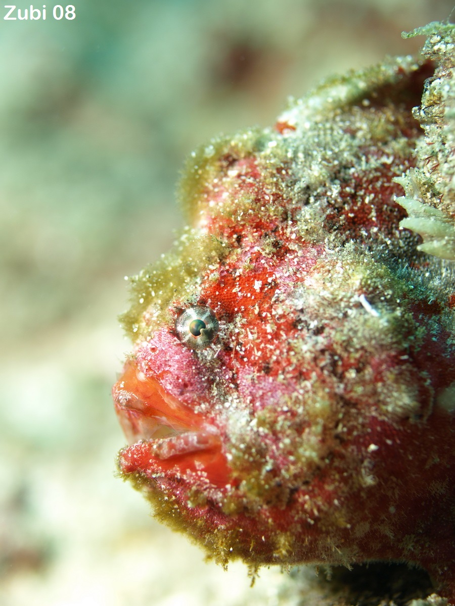 Antennatus coccineus - Antennarius coccineus (Freckled frogfish ,Scarlet frogfish - Sommersprossen Anglerfisch)
