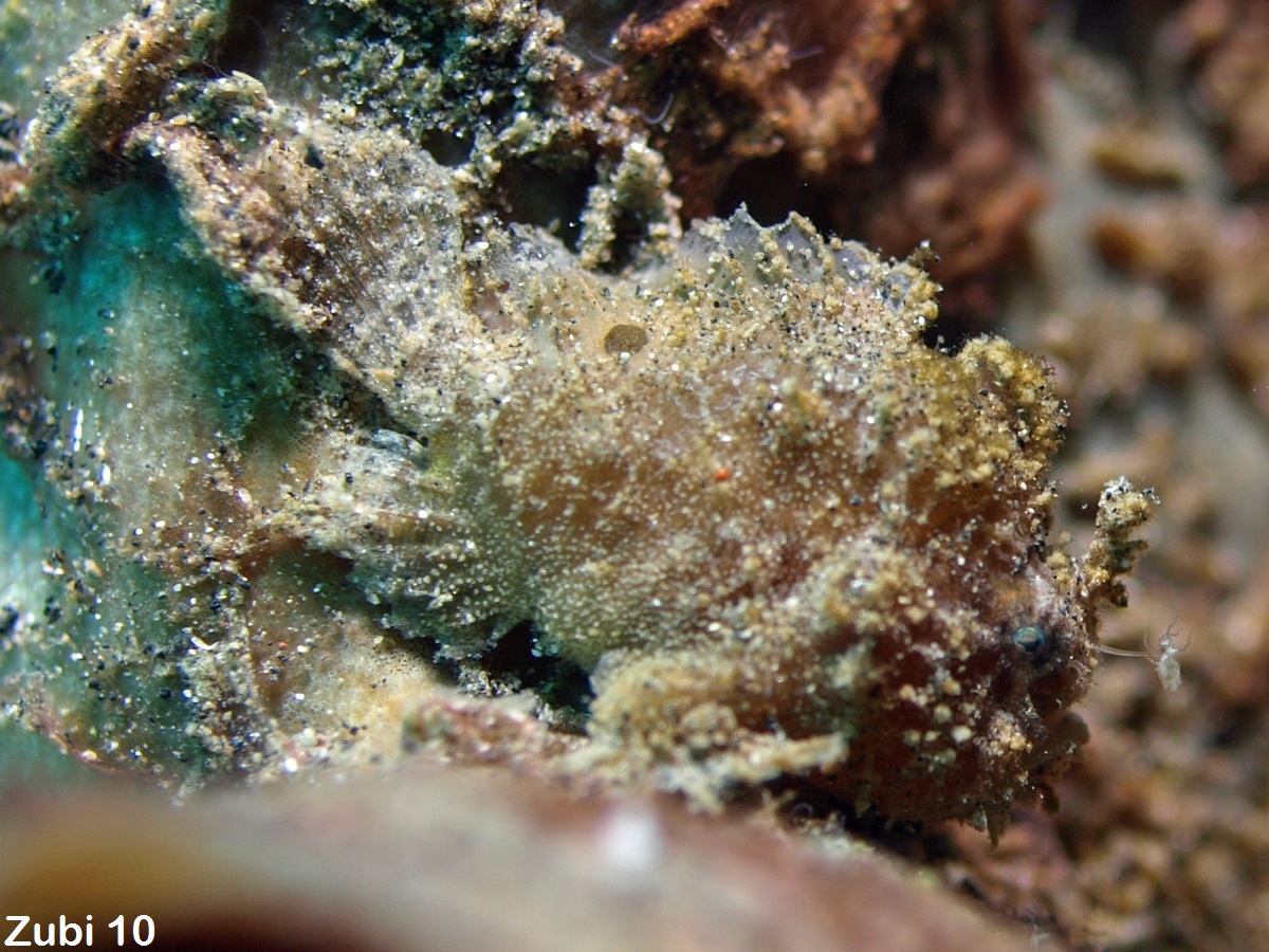 Antennatus nummifer - Antennarius
nummifer (Spotfin frogfish, coinbearing frogfish, whitefingered frogfish - Rückenfleck Anglerfisch)