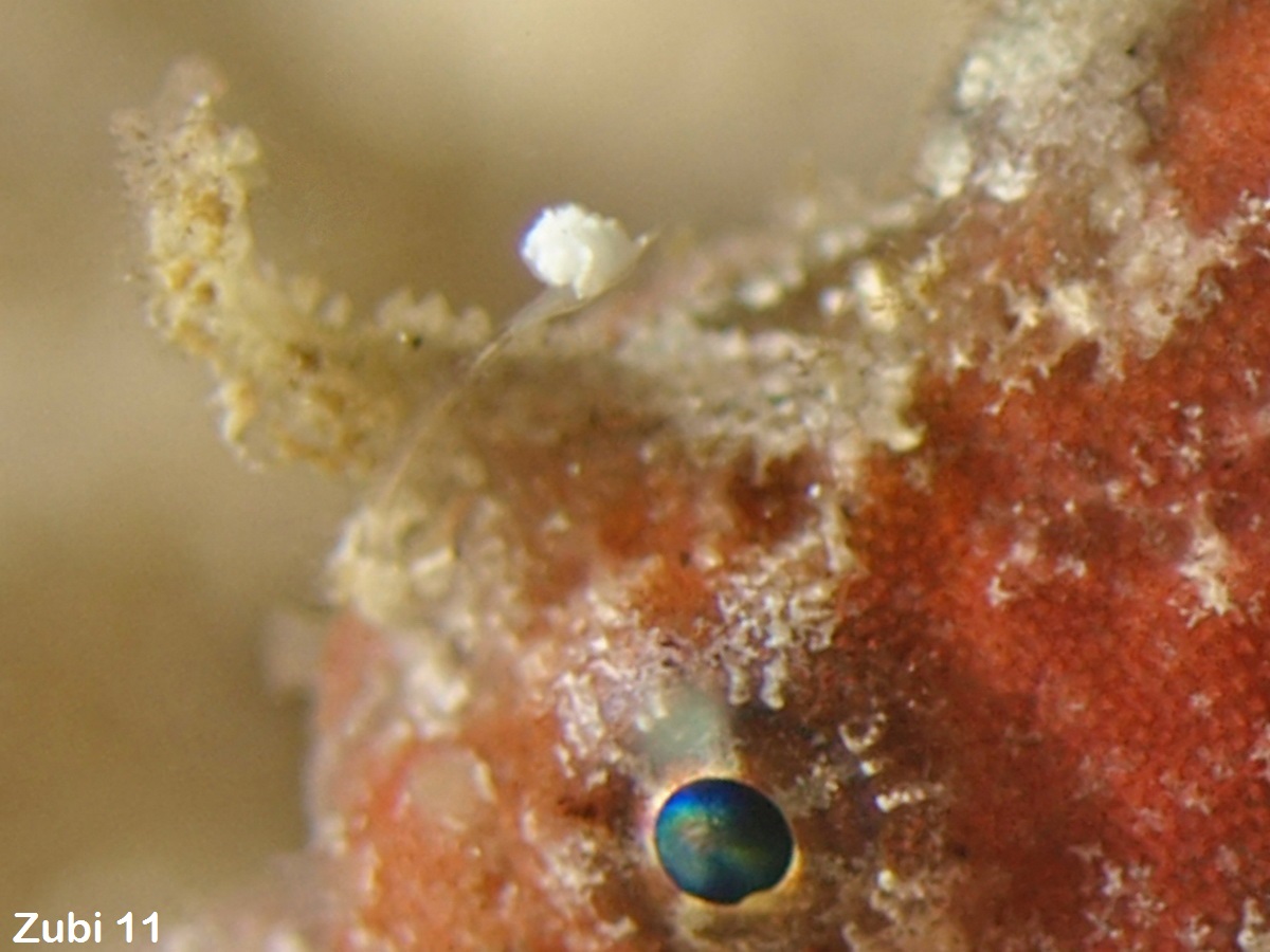 A Frogfish (Antennarius sp.) is fishing with its illicium. When a prey is  attrached the fish opens its mouth and such in the victime within a fractio  Stock Photo - Alamy