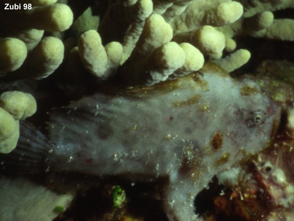 white frogfish (<em>Antennarius 
        nummifer</em>)