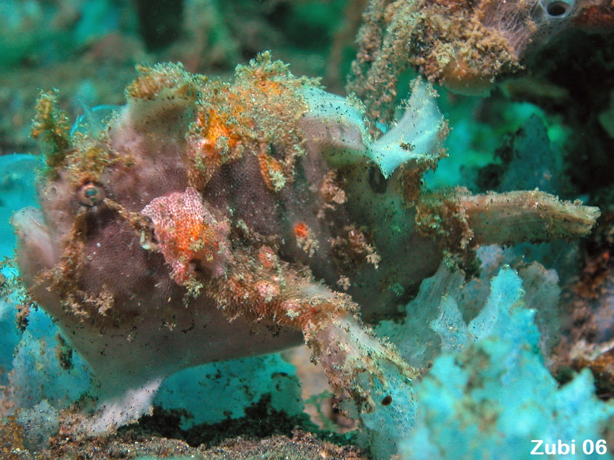 Antennatus nummifer - Antennarius
nummifer (Spotfin frogfish, coinbearing frogfish, whitefingered frogfish - Rückenfleck Anglerfisch)