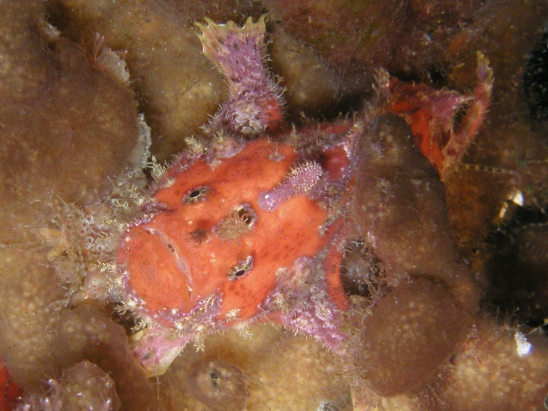 Antennatus sanguineus -  Antennarius sanguineus (Bloody frogfish, Sanguine frogfish - "Blutiger" Anglerfisch) 