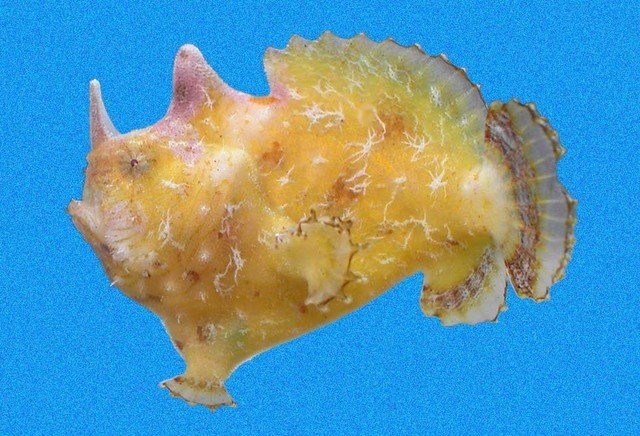 Antennatus strigatus (Bandtail frogfish - Gebänderter Schwanz Anglerfisch) 