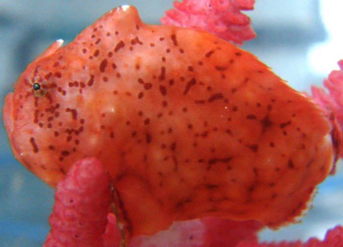 Antennatus tuberosus (Tuberculated Frogfish, Bandfin Frogfish, Pygmy Frogfish - Tuberkel Anglerfisch, Schwanzstreifen Anglerfisch, Pygmäen Anglerfisch)