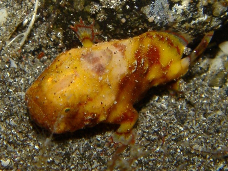 Antennatus tuberosus (Tuberculated Frogfish, Bandfin Frogfish, Pygmy Frogfish - Tuberkel Anglerfisch, Schwanzstreifen Anglerfisch, Pygmäen Anglerfisch)