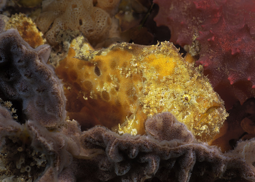 Echinophryne reynoldsi (Reynolds' Frogfish - Reynold's Anglerfisch)