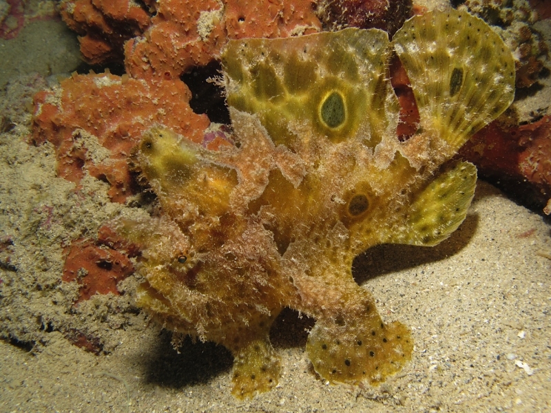 Fowlerichthys ocellatus - Antennarius ocellatus (Ocellated frogfish - Ocellus Anglerfisch) 