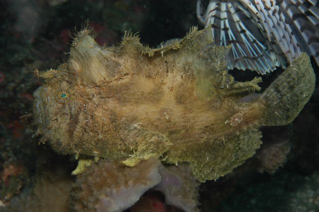 Fowlerichthys scriptissimus - Antennarius scriptissimus(Scripted Frogfish - "Gestrichelter" Anglerfisch) 