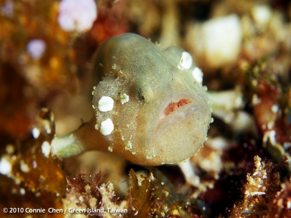 Histiophryne cryptacanthus (Cryptic Frogfish / Rodless frogfish - "Verborgener" Anglerfisch) 