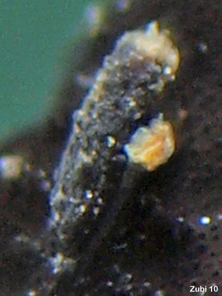 Histrio histrio (Sargassum Frogfish, Sargassumfish - Sargasso Anglerfisch)  Copyright Martin Buschenreithner: Sargassum frogfish (<em>Histrio histrio</em> ) - Sargasso Anglerfisch (<em>Histrio histrio</em> )