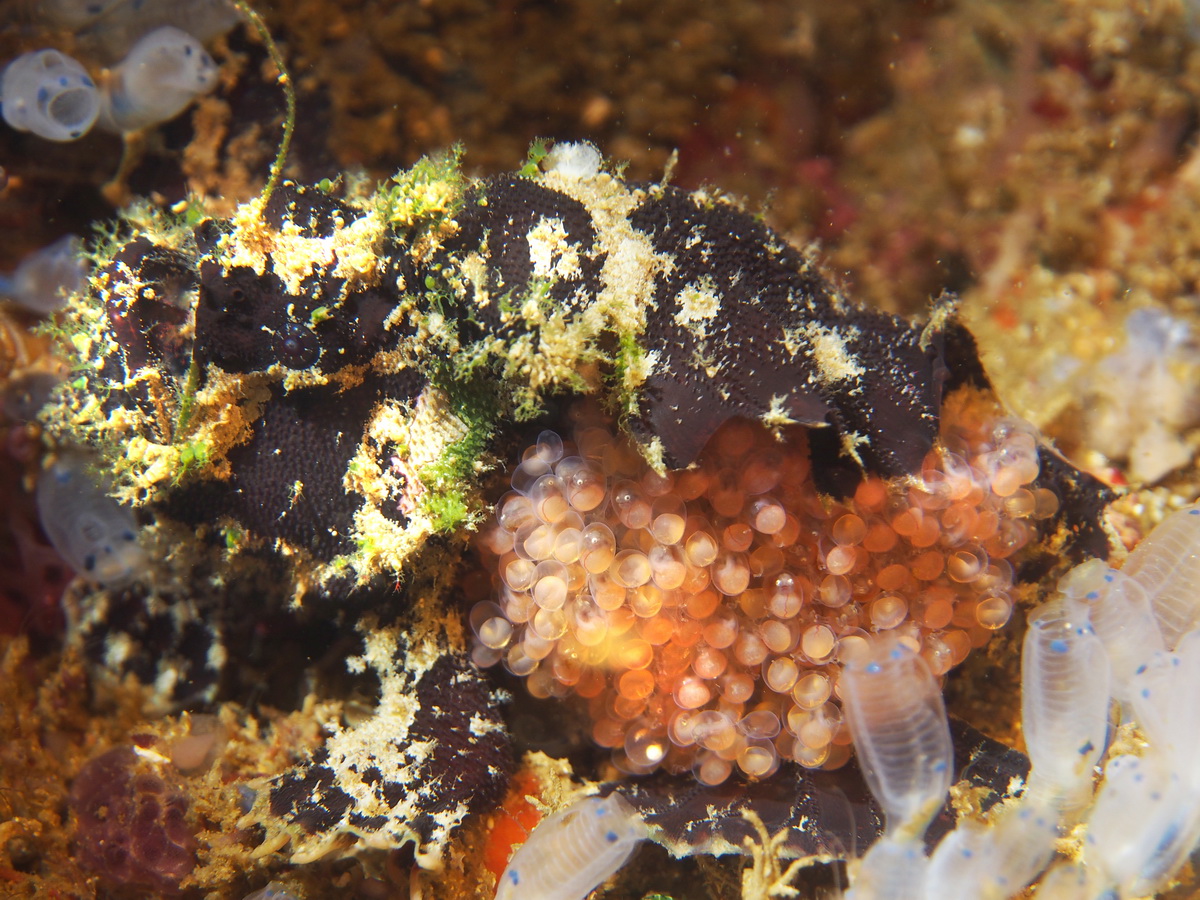 Lophiocharon lithinostomus (Marble-Mouthed Frogfish - Marmor-Maul Anglerfisch)