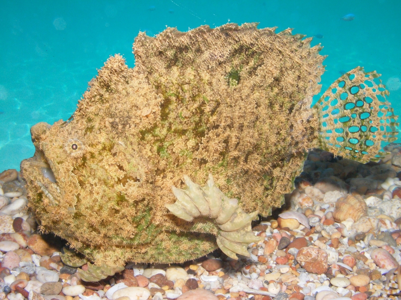 Lophiocharon trisignatus (Three-Spot Frogfish, Spotted-Tail Frogfish - 