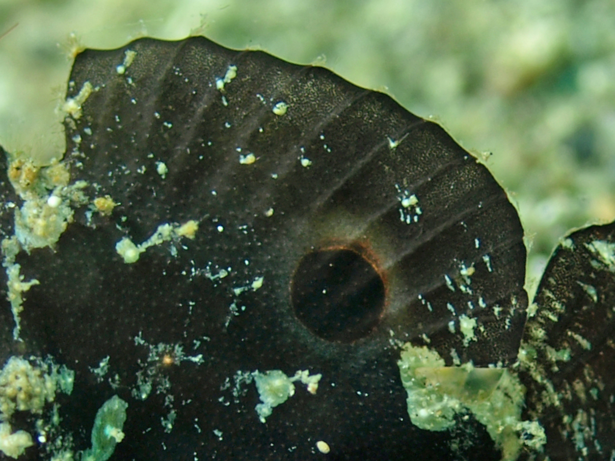 Lembeh Frogfish - Nudiantennarius subteres - Lembeh Anglerfisch