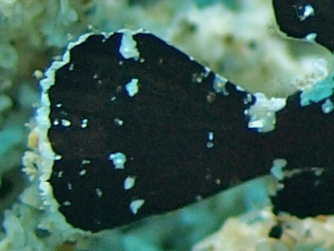 Lembeh Frogfish - Nudiantennarius subteres - Lembeh Anglerfisch