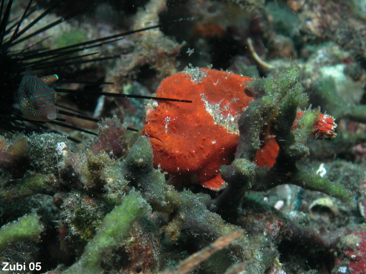 Lembeh Frogfish (Ocellated Frogfish) before Antennatus sp. - Nudiantennarius subteres - Lembeh Anglerfisch (Ocellus Anglerfisch) ehemalig Antennatus sp.